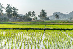 Paddy field with coconut palms in the background Paddy field with coconut palms in the background